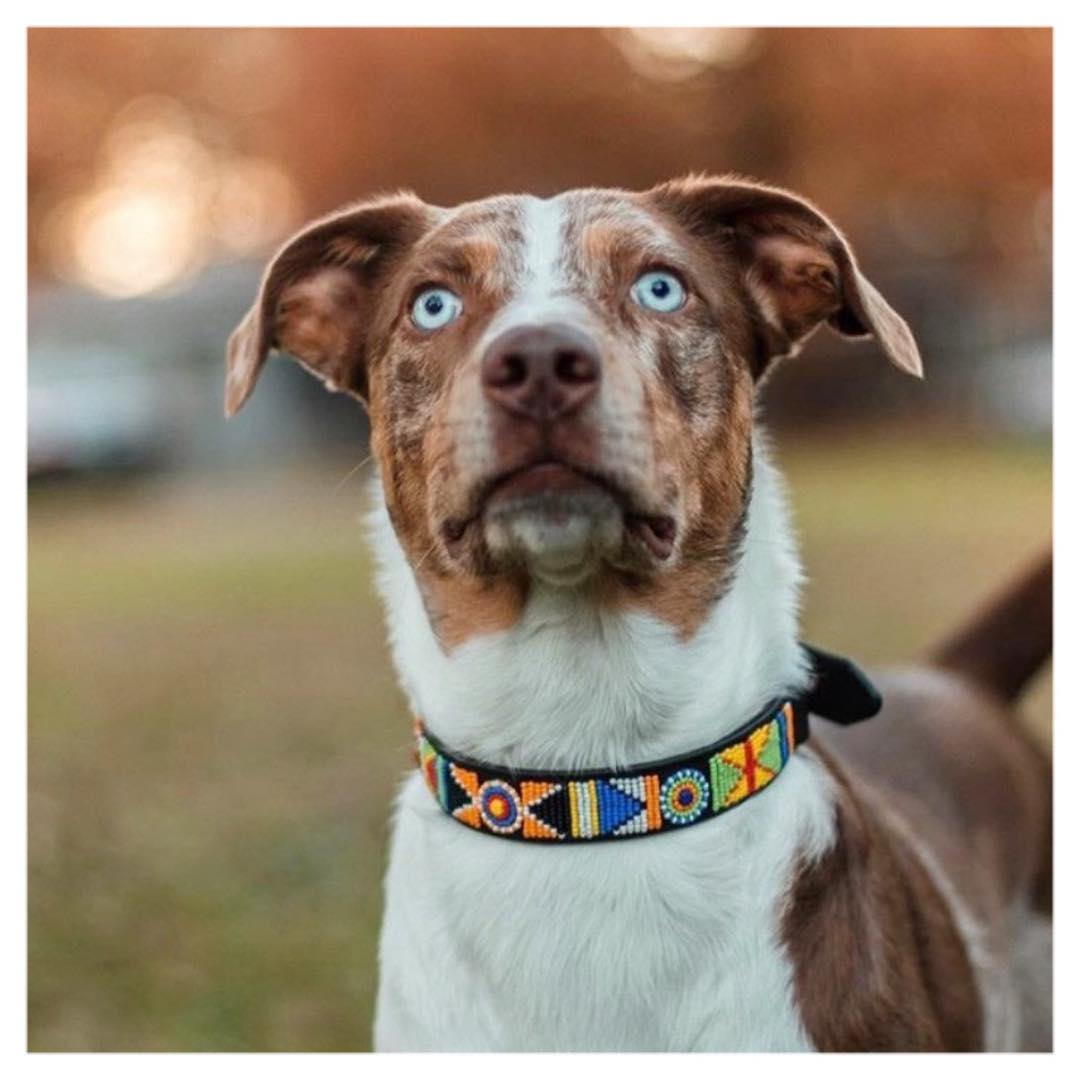 The Paw Tribe Trunk Show benefiting Houston PetSet